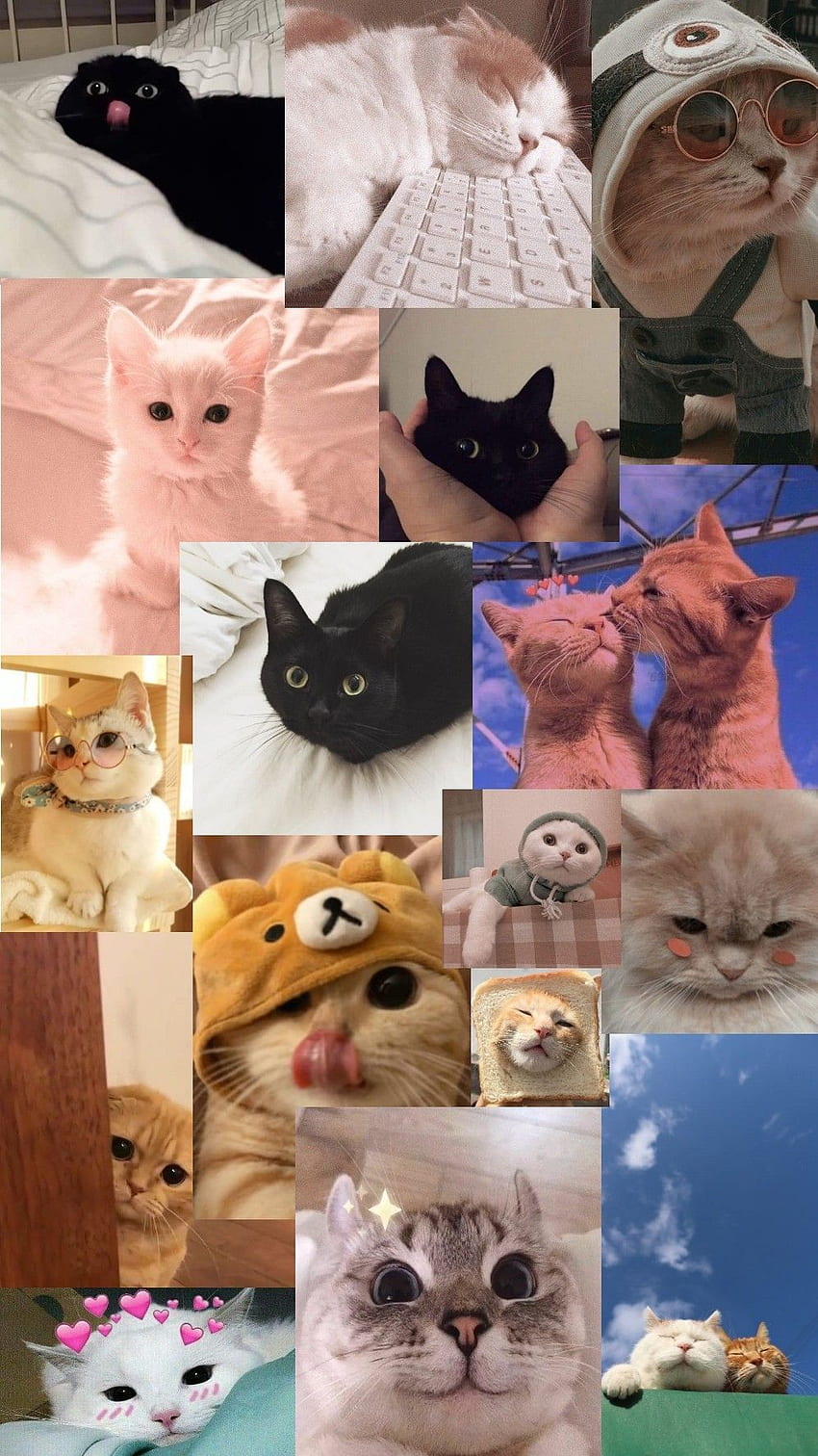 Kot estetyczny ładny. zwierząt, plakaty, zwierząt, kolaż kotów Tapeta na telefon HD