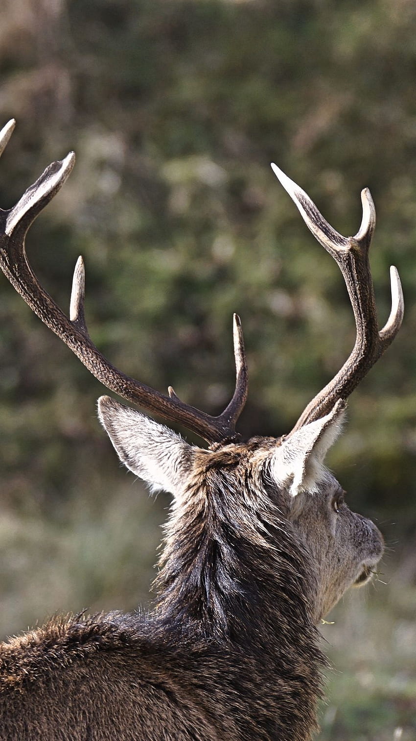 Deer, Horns, Head Iphone 8 7 6s 6 HD phone wallpaper