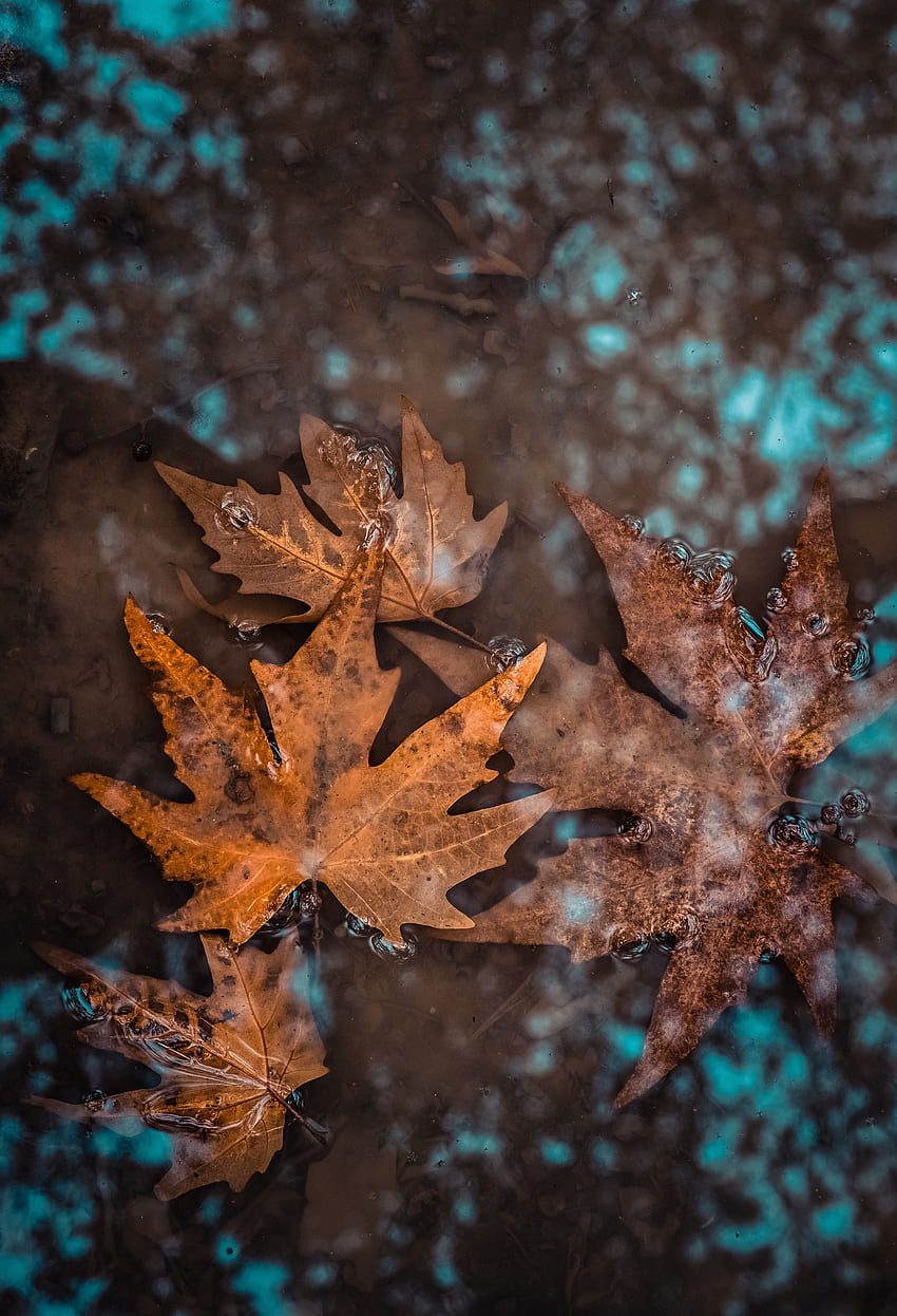 Natur, Wasser, Herbst, Blätter, nass, gefallen HD-Handy-Hintergrundbild