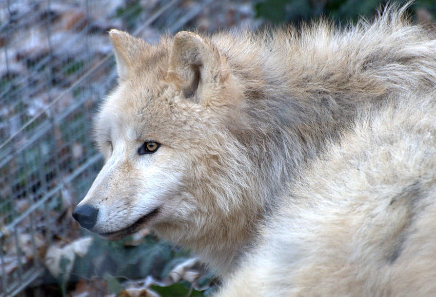 arctic wolve, wolve, arctic, vienna, zoo HD wallpaper