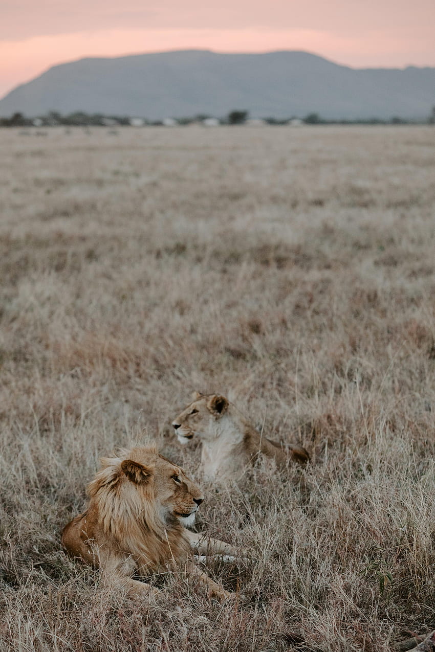 Animals, Grass, Mountains, Lion, Lioness HD phone wallpaper