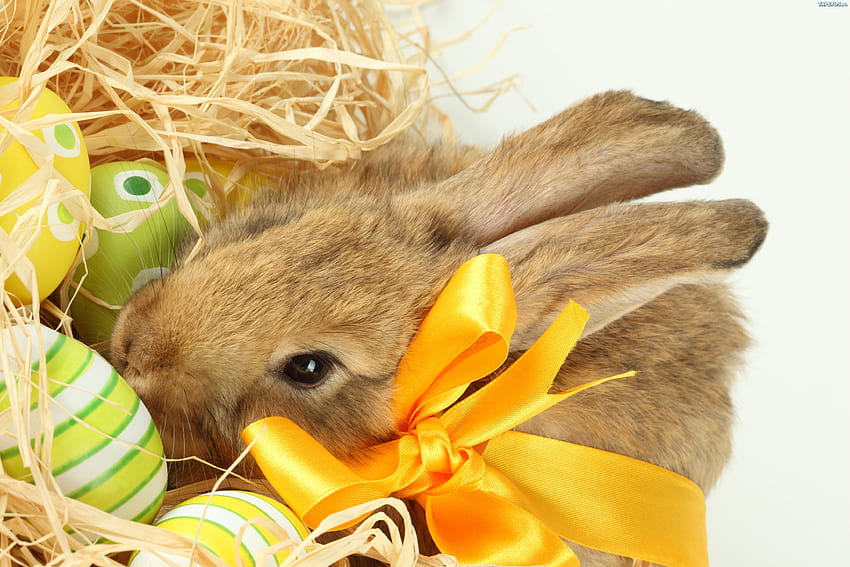 ✿ Easter Light ✿, straw, great, ribbon, jesus, decorated, beautiful, eggs, gift, bright, green, yellow, easter, lovely, sweetheart, bow, rabbit HD wallpaper