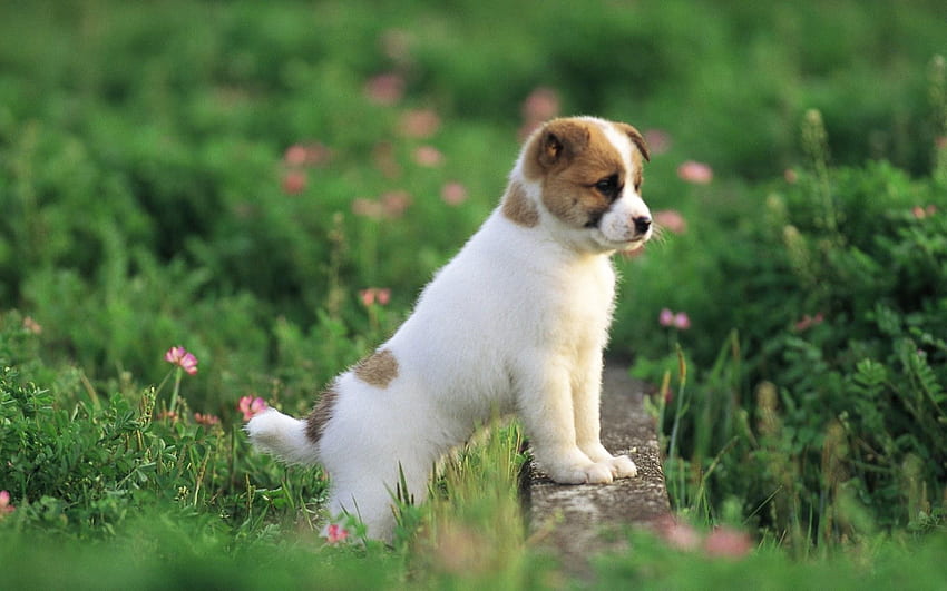 Cute Puppy, dog, animal, puppy, grass HD wallpaper