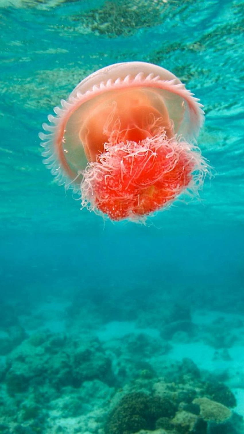 Cudowny podmorski ocean Piękna meduza iPhone 8 Tapeta na telefon HD