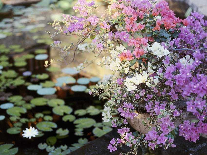 Blumen, Blätter, Teich, Töpfe, Blumentopf, Balkon HD-Hintergrundbild