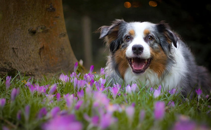 Gembala Australia, hewan, anjing, anak anjing, merah muda, bunga, hijau, caine Wallpaper HD