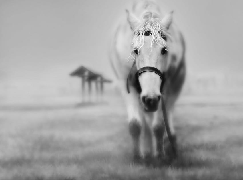 black and white horse, horse, black and white HD wallpaper