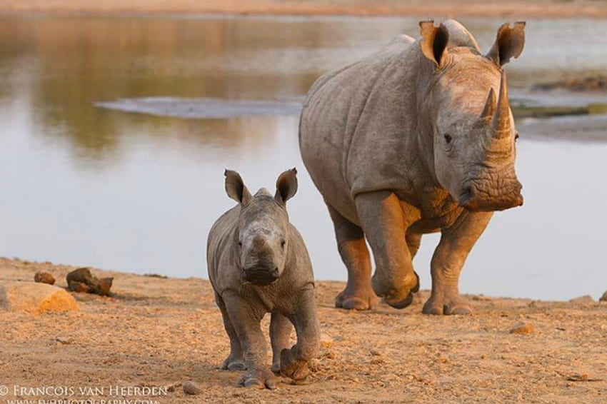 Rhinos, rhinoceros young, rhino, beautiful, wild life HD wallpaper