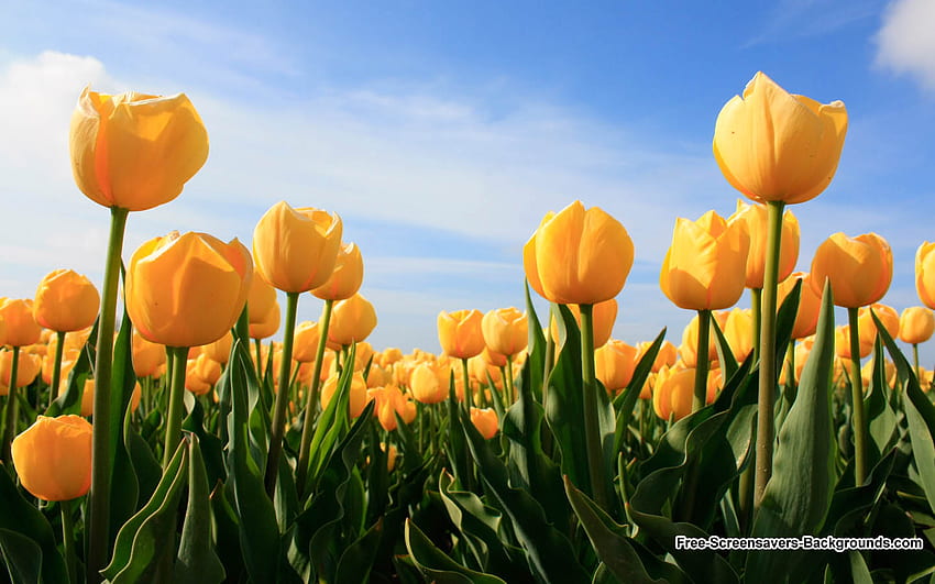 Belo fundo de flores de tulipa da Holanda [] para seu celular e tablet. Explorar e rosas. Flor e rosas amarelas papel de parede HD