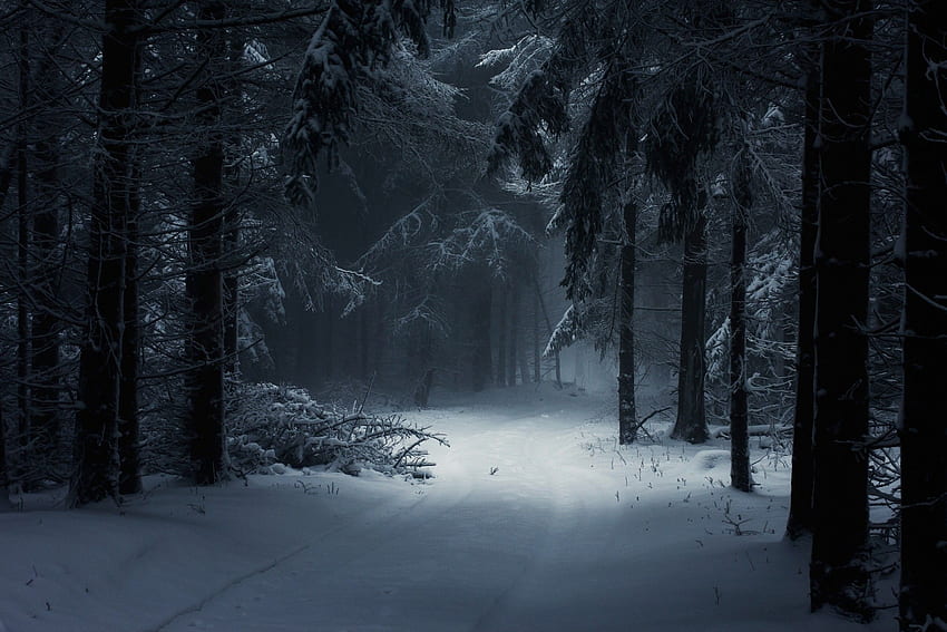 Winterwaldtelefon - , Winterwaldtelefonhintergrund auf Schläger, verschneiter Wald HD-Hintergrundbild