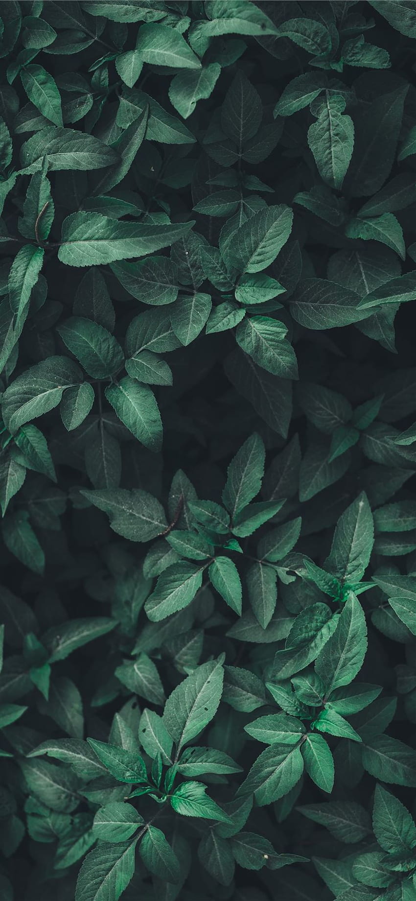Iphone green nature HD wallpapers  Pxfuel
