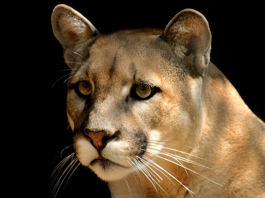 Cougar Puma Concolor Animal HD wallpaper