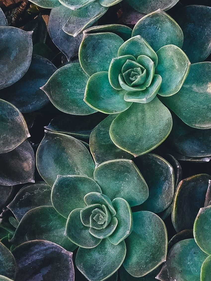 Echeveria, succulents, plant, Succulent Plants HD phone wallpaper | Pxfuel