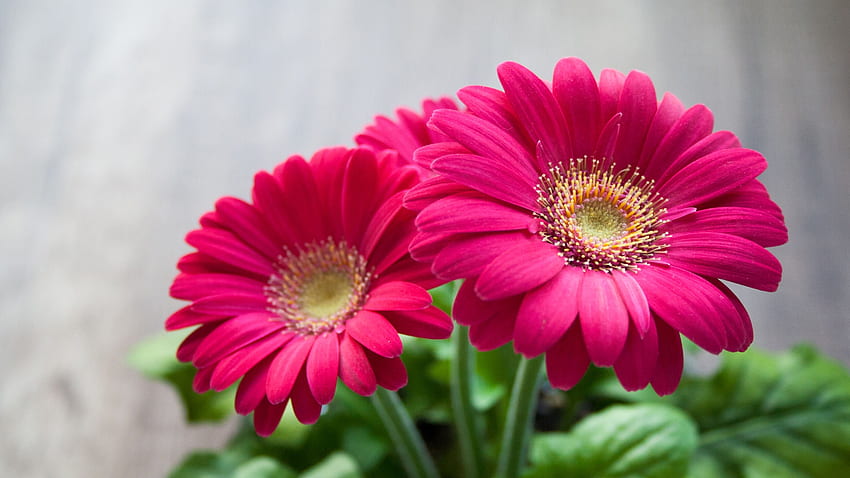 Rote Blüten der Gerbera, Auflösung 3200 x 1800 HD-Hintergrundbild
