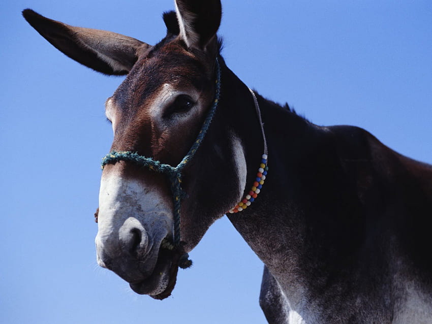 donkey, animal HD wallpaper
