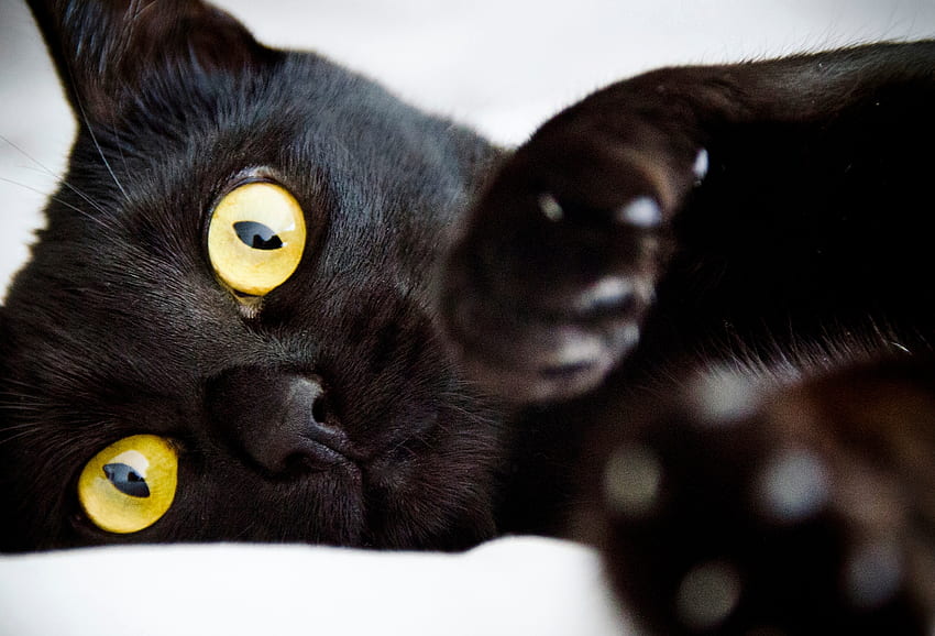 Черна котка, писика, хелоуин, черно, жълто, очи, котка, лапа HD тапет