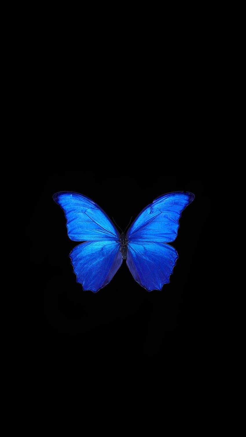 Nourmimi On . Biru Tua, Iphone Biru, Kupu Kupu Biru, Dark Blue Butterfly HD phone wallpaper