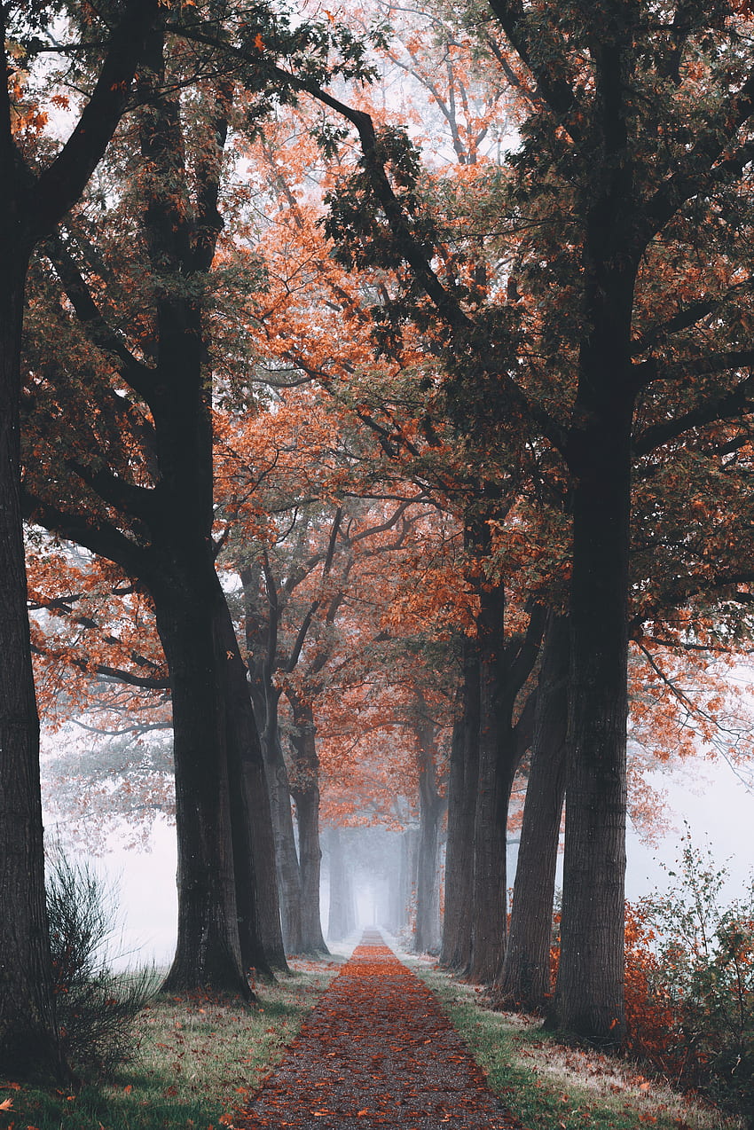 Natura, alberi, autunno, foresta, sentiero, fogliame Sfondo del telefono HD