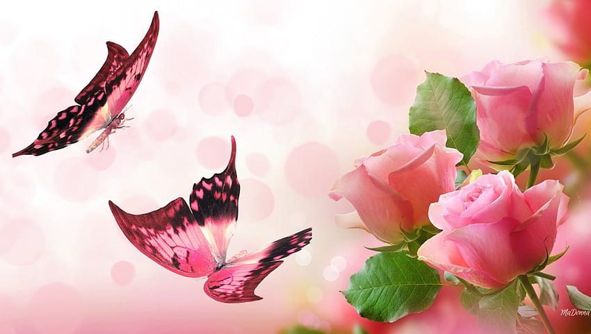 Kupu-kupu Mawar Merah Muda, bokeh, mawar, lembut, musim semi, musim panas, kupu-kupu, merah muda, Hari Kasih Sayang, bunga Wallpaper HD