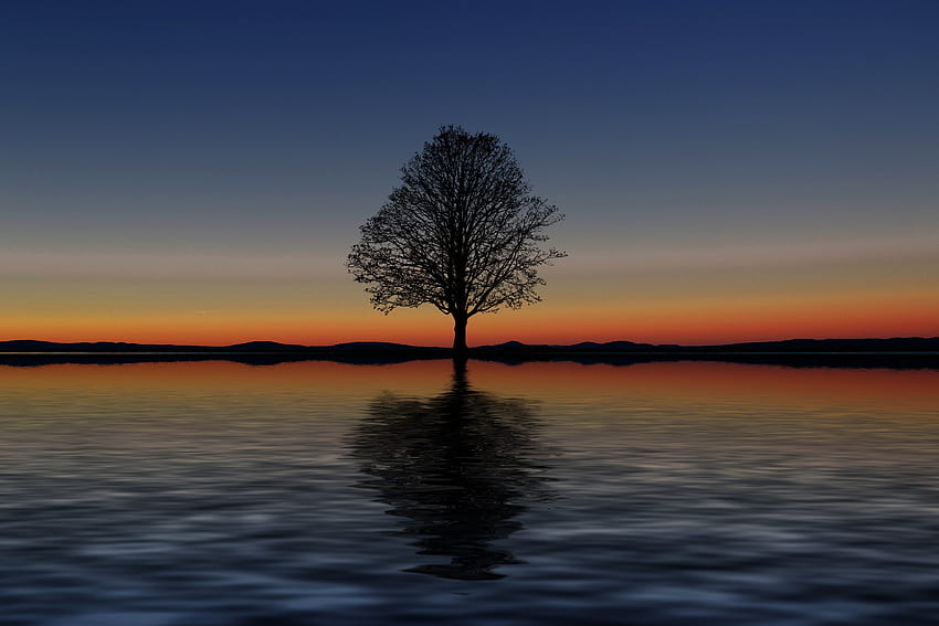 puesta de sol, horizonte, reflexión, madera, árbol, minimalismo, solo, solitario fondo de pantalla