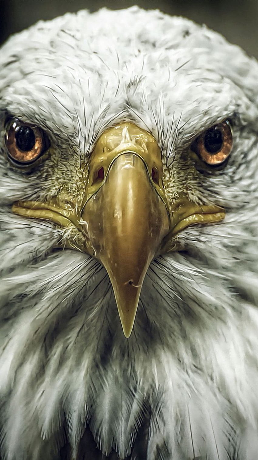 Bald eagle bird for HD phone wallpaper