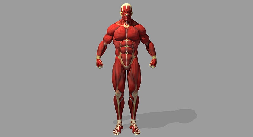 Muscle Anatomy Reference 3D Model HD wallpaper