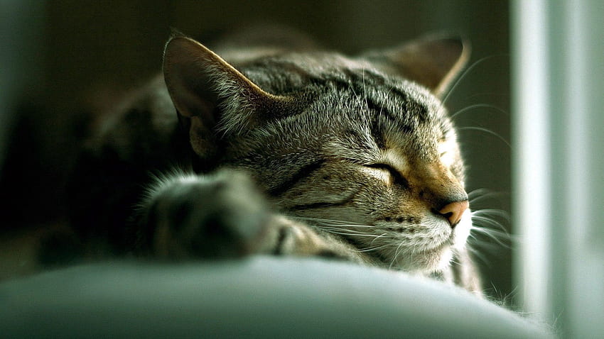Tiere, Katze, hinlegen, liegen, gestreift, schlafen, träumen HD-Hintergrundbild