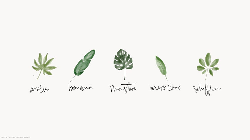 ミニマリストの植物、小さな植物 高画質の壁紙