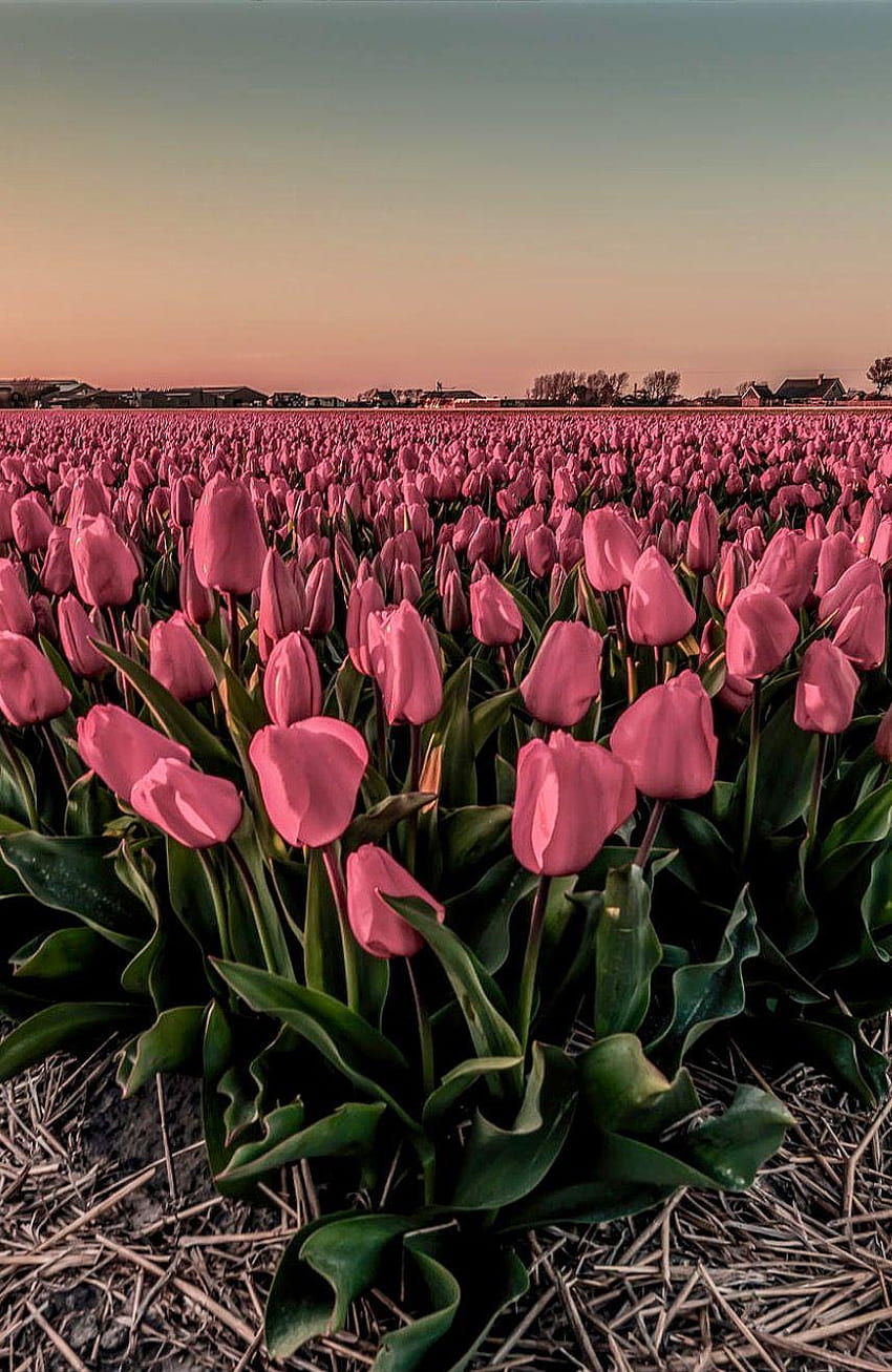 Tulip Bulb Farm, Tulip Fields HD phone wallpaper
