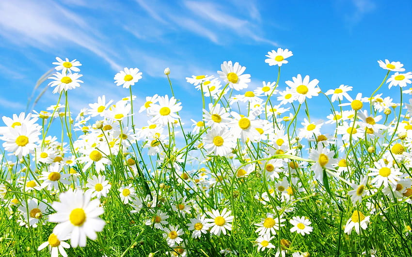 White Daisy, Colorful Daisies HD wallpaper
