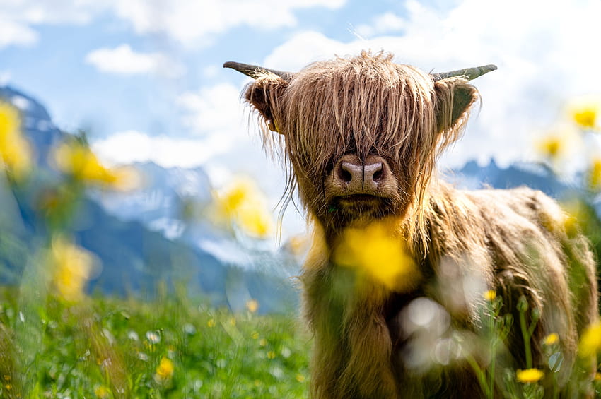 :) วัว สัตว์ สีน้ำตาล ชนบท สีเหลือง ดอกไม้ กระทิง ธรรมชาติ วอลล์เปเปอร์ HD