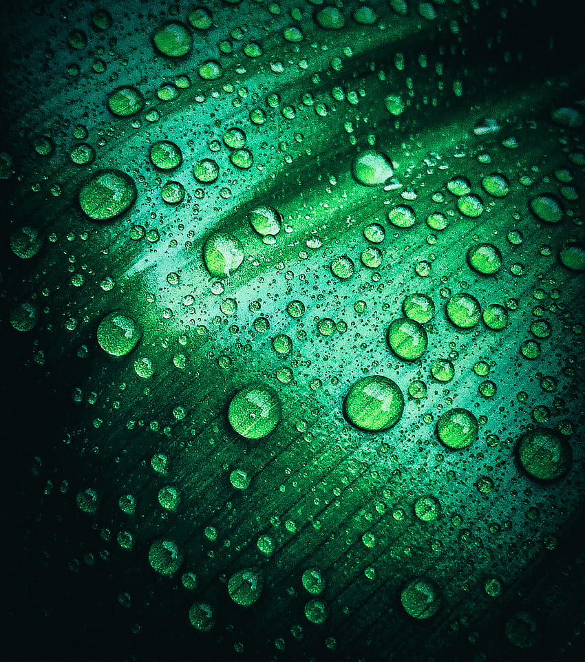 Plant water drops,rain, Nature, aqua, new, rain, latest , colorfulness, green, plants, bright, colourful HD phone wallpaper