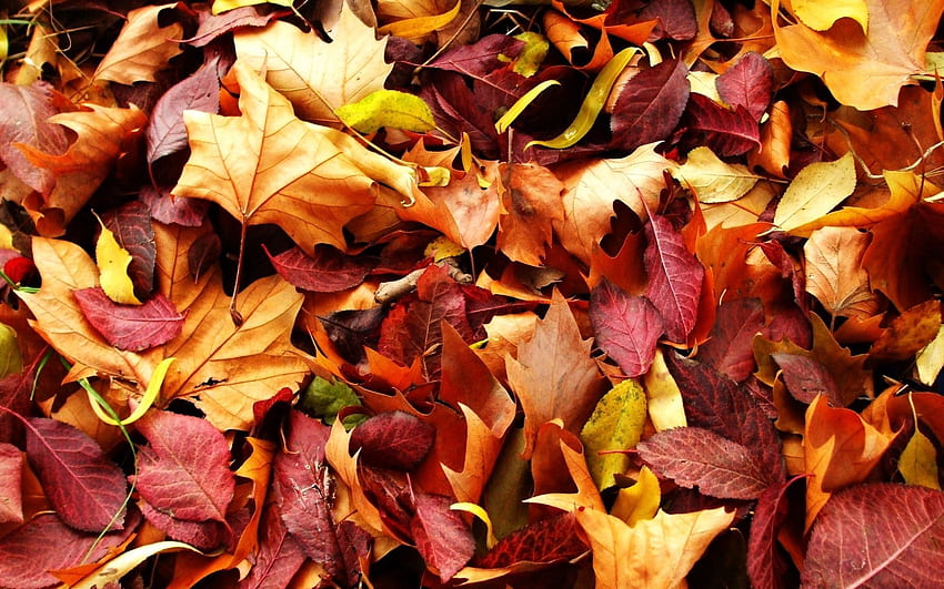 自然, 秋, 葉, 落ちた 高画質の壁紙