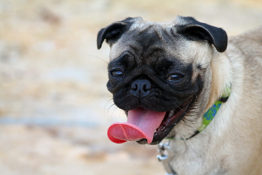 Animals, Dog, Muzzle, Protruding Tongue, Tongue Stuck Out, Pug HD wallpaper