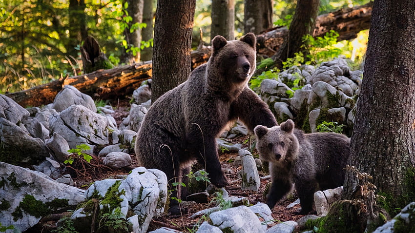 Mother Bear with Cute Child Cub Superb, Bear Cubs HD wallpaper