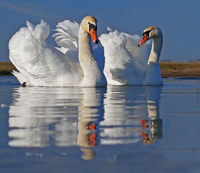 belleza blanca, blanco, reflexión, cisne, agua, lago fondo de pantalla