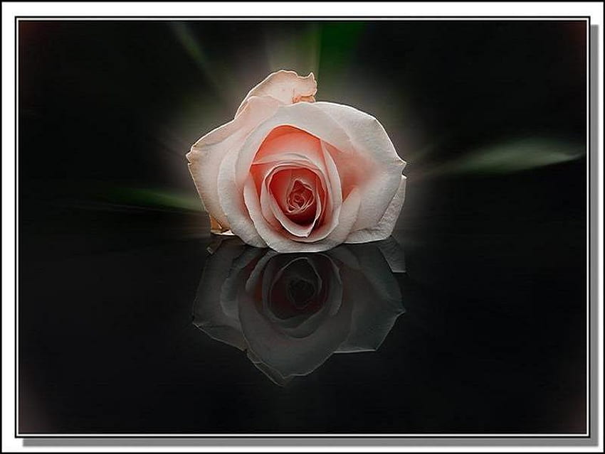 Reflection of a rose, pink, black, sweetheart rose, reflection, single HD wallpaper