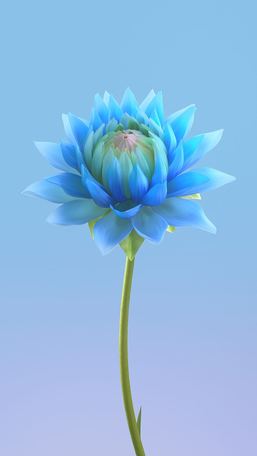 Синьо цвете, тревисто растение HD тапет за телефон