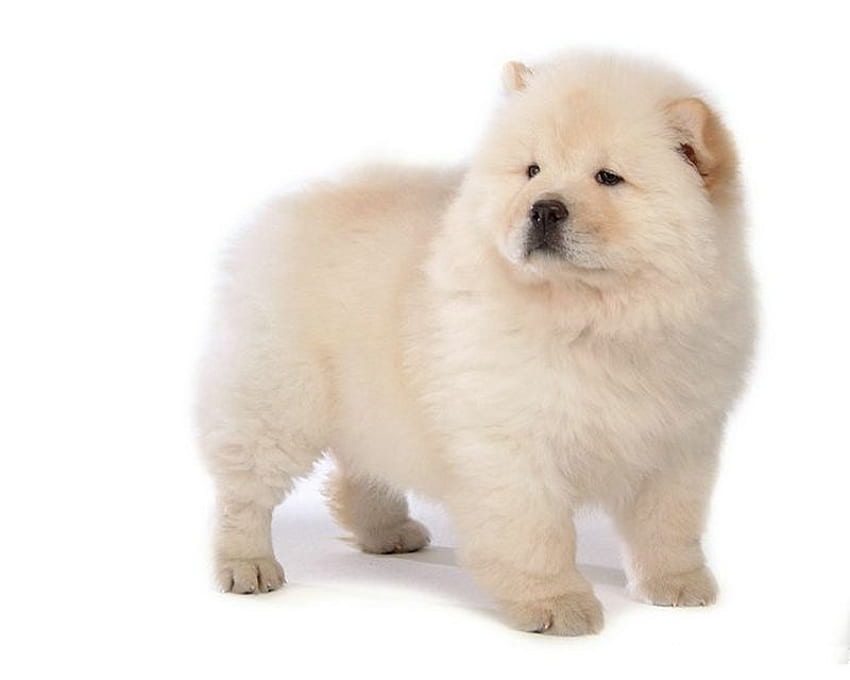 Nice chow chow, dog, chow chow, puppy, fluffy HD wallpaper