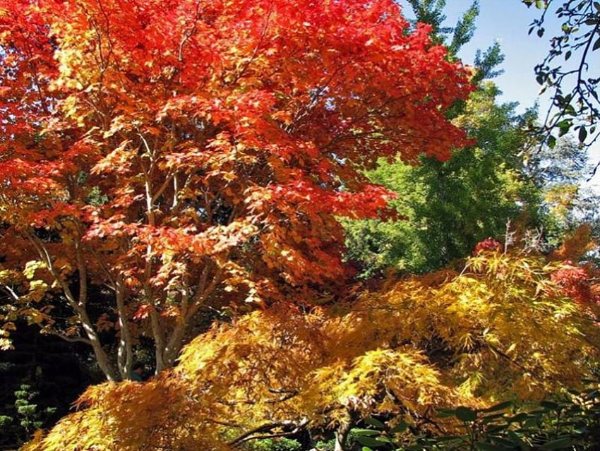 Couleurs d'automne, arbres, automne, feuilles Fond d'écran HD