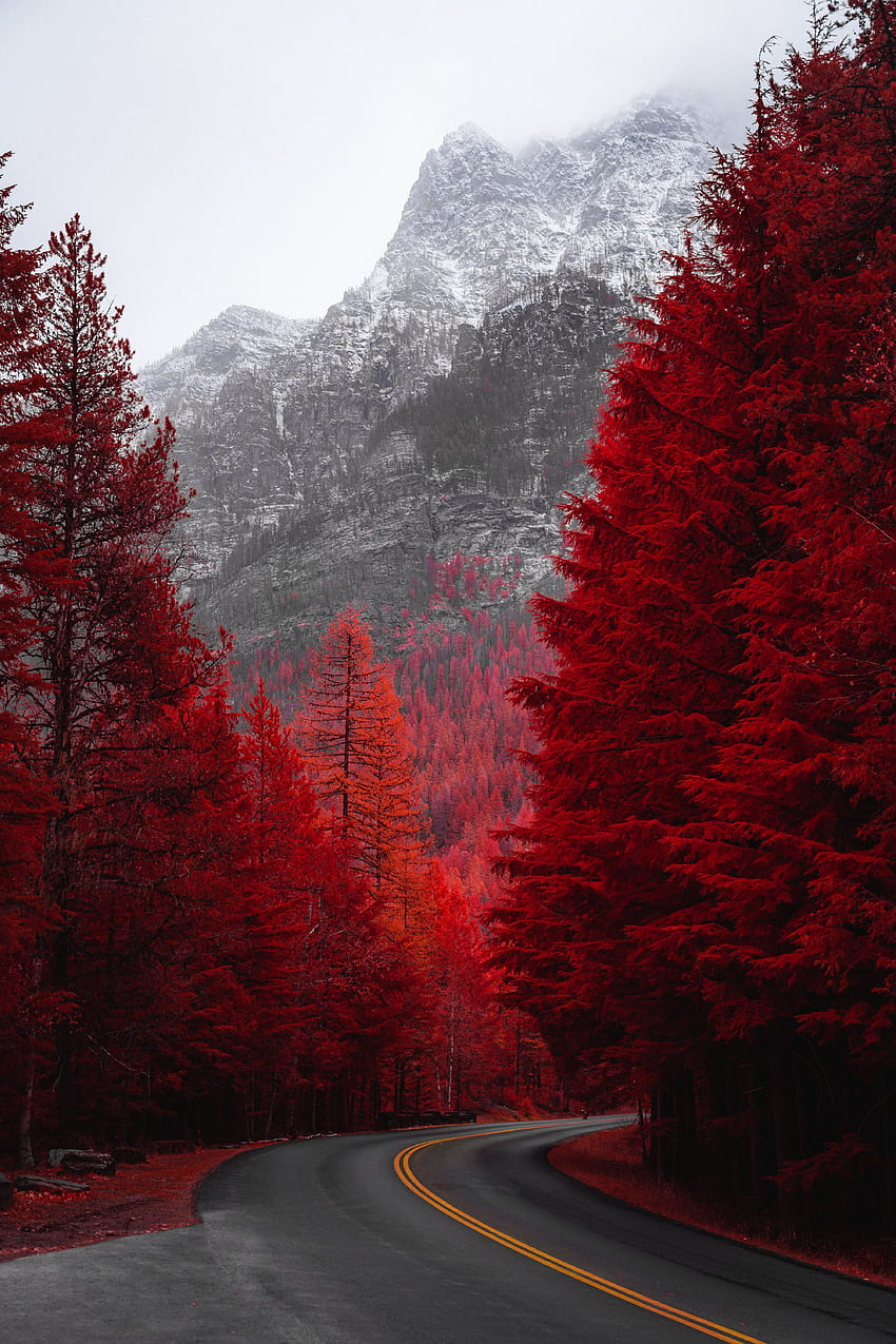 風景, 自然, 木, 山, 道路, ターン HD電話の壁紙