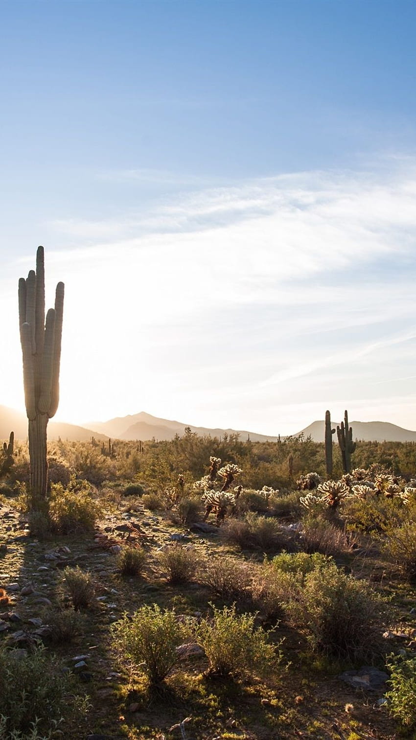 Scottsdale, Arizona, USA, 선인장, 사막, 하늘, 구름, 태양 IPhone 8 7 6 6S , 배경 HD 전화 배경 화면