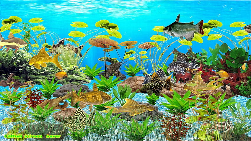 Aquarium screensaver HD wallpapers | Pxfuel