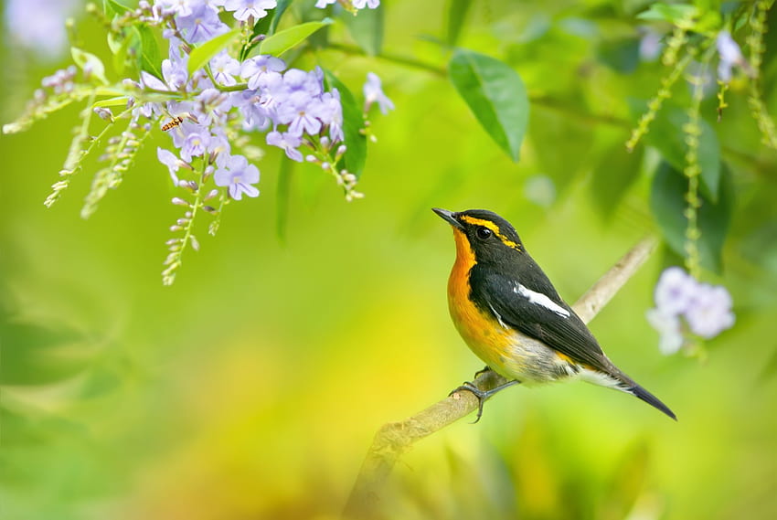 Narcissus Flycatcher ～. Pássaro, papa-moscas, pássaros, pássaros e árvores papel de parede HD