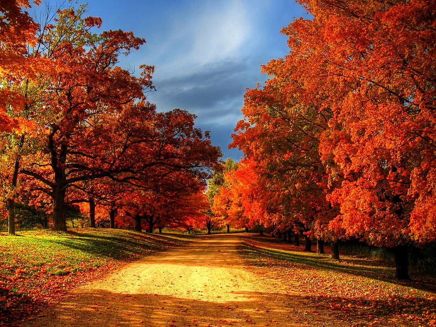 秋の木々、カラフル、色、静けさ、素敵、静か、秋、道、穏やか、道、秋、美しい、木、落ちる、葉、枝、自然、空、美しい、森 高画質の壁紙