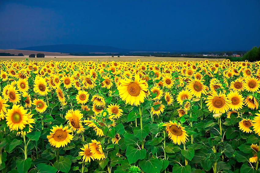 Bunga matahari di Lapangan, indah, bunga matahari,, lapangan Wallpaper HD