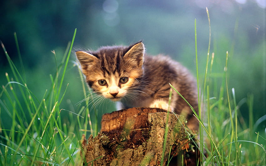 Cat on tree trunk, sweet, animal, kitten, trunk, cat, grass, pet HD wallpaper