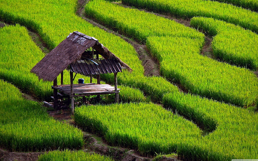 Rice Field Landscape ❤ for Ultra TV, Philippines Rice HD wallpaper