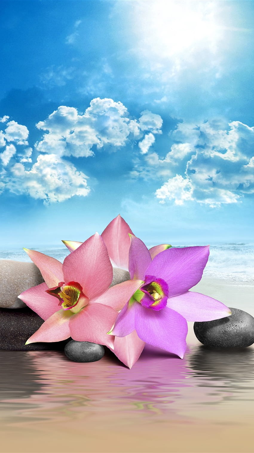 Flores cor de rosa, pedras, mar, praia, nuvens, sol IPhone 11 Pro XS Max , fundo, , , nuvens e sol iPhone Papel de parede de celular HD