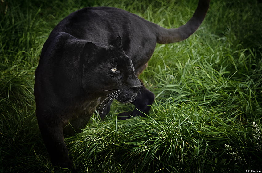 siyah leopar leopar panter vahşi kedi kediler [] , Mobil ve Tabletiniz için. Black Panther iPhone'u keşfedin. Siyah Jaguar, Siyah Leopar HD duvar kağıdı